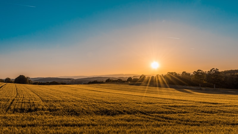 Millets Are Back: Why Bulk Buyers Are Turning to Ancient Grains